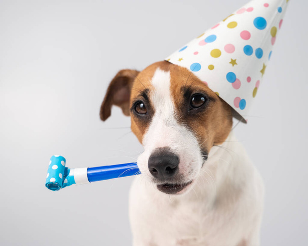 Funny Jack Russell Terrier dog wearing a birthday cap holding a whistle on a white background. - Фото, зображення
