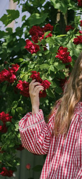 Girl's hand and red roses.  - Foto, afbeelding