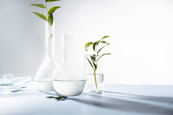 Green leaf plants in a laboratory flask, eco-friendly products in cosmetology, concept. - Fotoğraf, Görsel