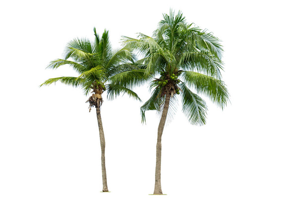 Coco de palmeira isolado no fundo branco, palmeira contra fundo branco. - Foto, Imagem