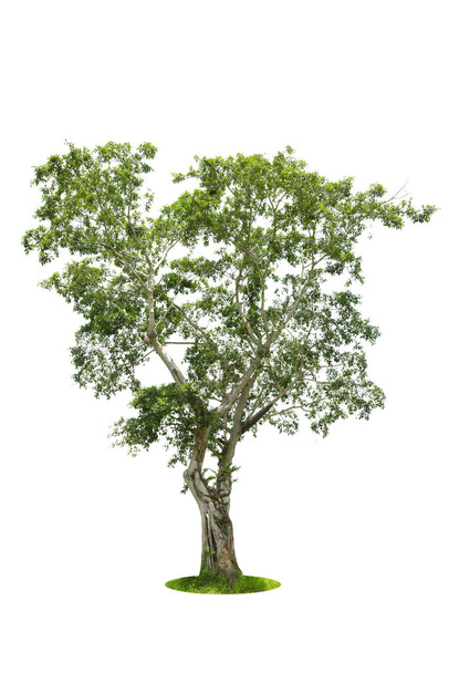 Δέντρο, απομονωμένο δέντρο σε λευκό φόντο Ταϊλάνδη. - Φωτογραφία, εικόνα