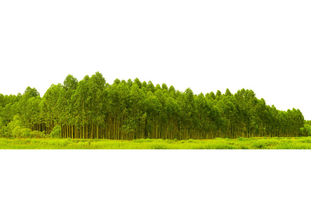 Eucalyptus bos geïsoleerd op witte achtergrond, in Thailand, plats voor de papierindustrie. - Foto, afbeelding