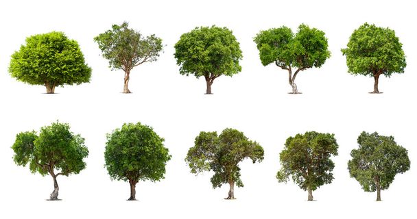 Kolekcja drzew izolowanych na białym tle, Egzotyczne tropikalne drzewo do projektowania. - Zdjęcie, obraz