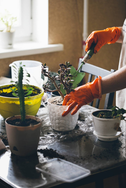 the process of transplanting house plants, home comfort - 写真・画像