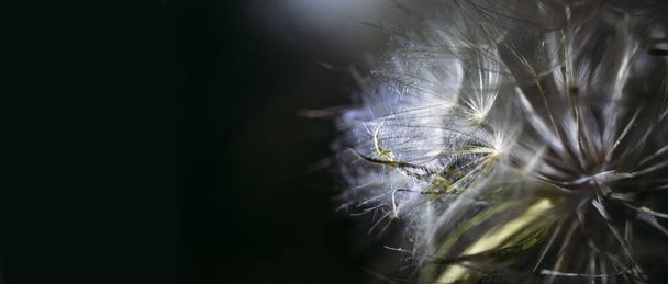 close up view of dandelion against dark background  - Photo, Image