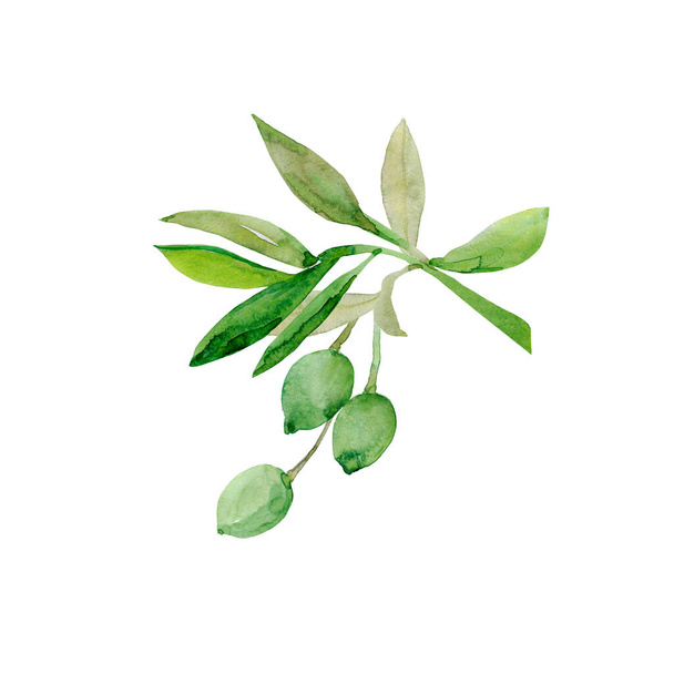 Watercolor olive tree branch.Image on white and colored background.Patten. - Foto, Imagem
