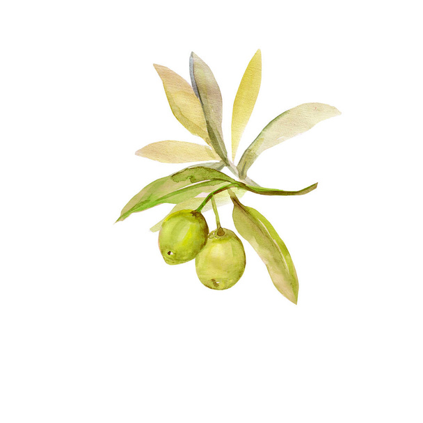 Aquarell Olivenbaumzweig.Bild auf weißem und farbigem Hintergrund.Patten. - Foto, Bild