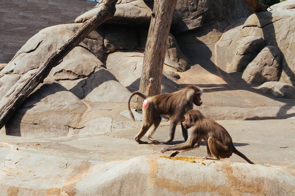 Bild von zwei hellbraunen Affen im Zoo in Frankfurt am Main - Foto, Bild