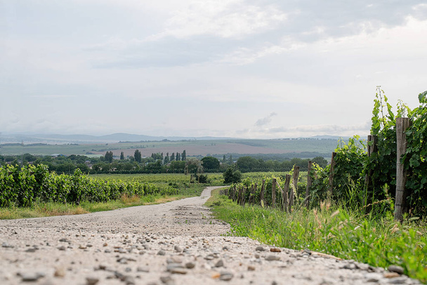 zomer groene wijngaard in bewolkte dag - Foto, afbeelding