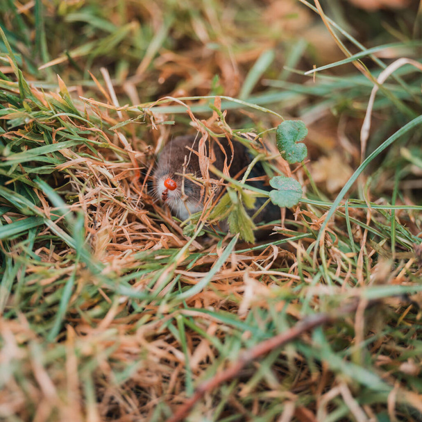 Egy kis szürke anyajegy mászott ki a földből, egy állat a fűben. új - Fotó, kép