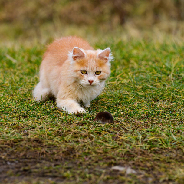 Egy vörös macska játszik a zsákmányával, macskaeledelével, anyajegyével és macskájával. új - Fotó, kép