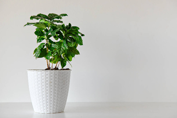 A closeup shot of a green plant in a flowerpot on a white background - Fotó, kép