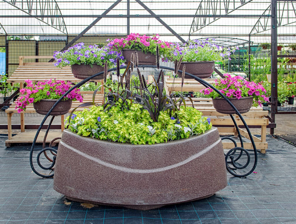 Украшение сада центра с красивыми цветами петунии в больших цветочных горшках - Фото, изображение