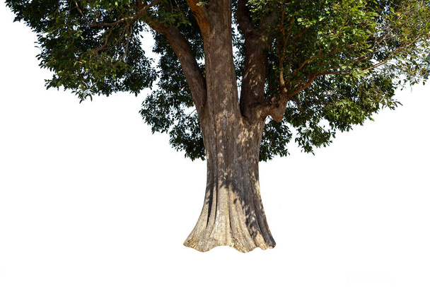 Obrázek základny stromu na bílém pozadí. - Fotografie, Obrázek