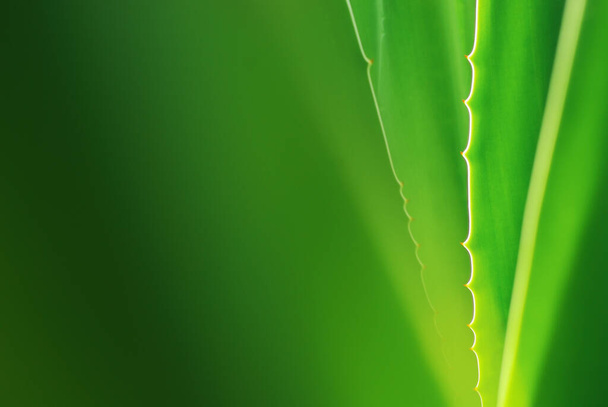 植物園の緑のアガベに穏やかな色と光。乾燥した地域でとげの植物を閉じます。過酷で厳しい環境で適応植物。テキストのためのコピースペースとソフト自然画像の背景.  - 写真・画像
