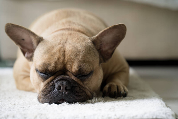 A cute domestic Bulldog sleeping on a carpet - Photo, Image