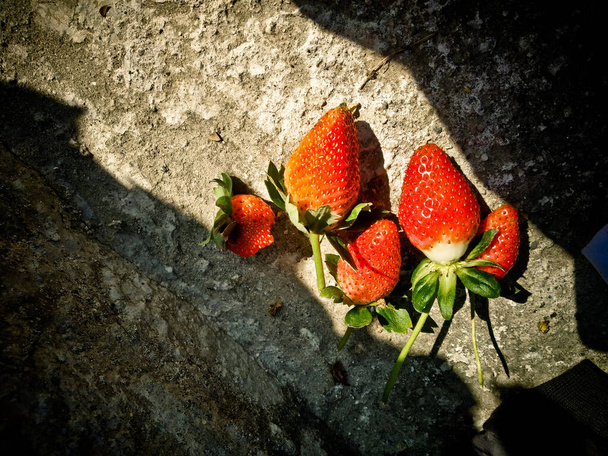 Fondo de fresas rojas maduras. Primer plano, superior view.background de fresas recién cosechadas, directamente encima. - Foto, Imagen