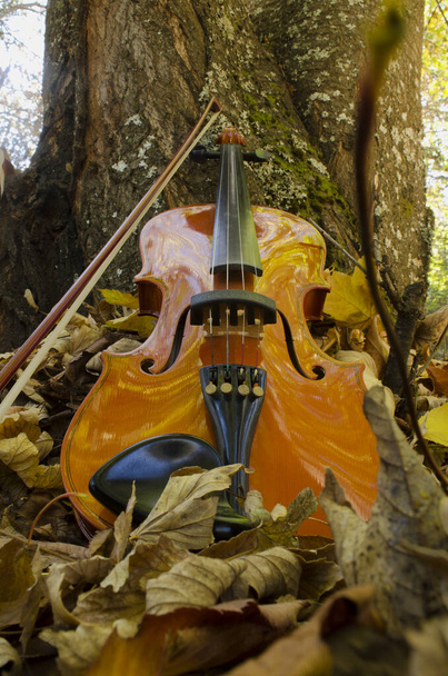 viool van onderen gezien, met zijn boog. klassiek strijkinstrument rustend op boom, met gele bladeren - Foto, afbeelding