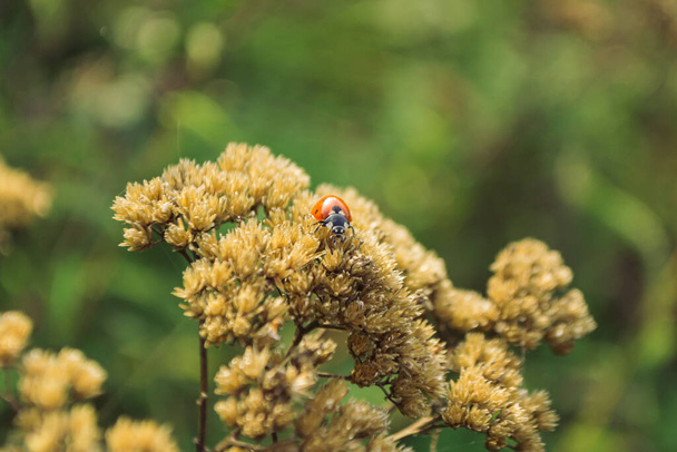 A closeup shot of a ladybug on wildflowers - Foto, afbeelding