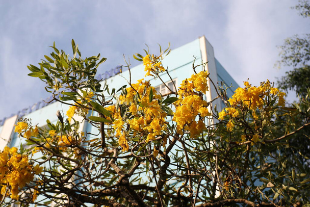 Beautiful blooming mimosa or acacacia dealbata in hospital yard, Close up, selective focus - Фото, изображение