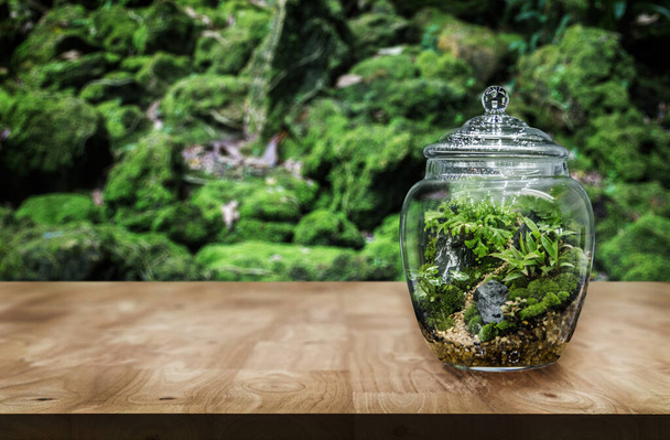 Urządzić ogród w szklanym słoiku jako ozdobę i hobby dla miłośników przyrody, umieszczone na drewnianym stole. - Zdjęcie, obraz