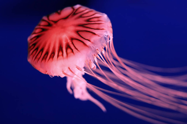 Bright pink jellyfish on a dark blue background. - Zdjęcie, obraz