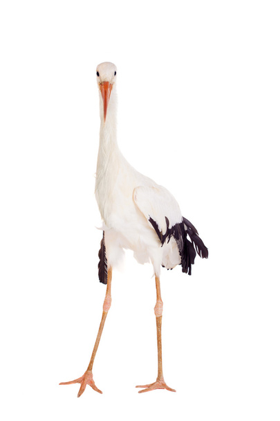 White Stork on white. - Fotoğraf, Görsel