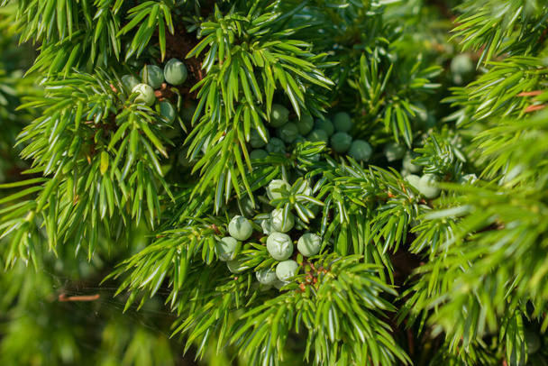 Agujas verdes y bayas crudas del enebro común (Juniperus communis) - Foto, imagen