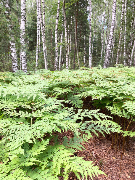 a glade of ferns in a mixed forest - Photo, Image