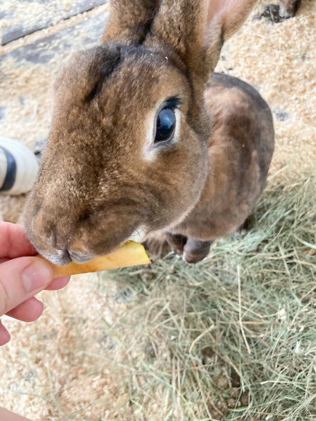 chinchilla rex rabbit eats from the hand - Photo, Image