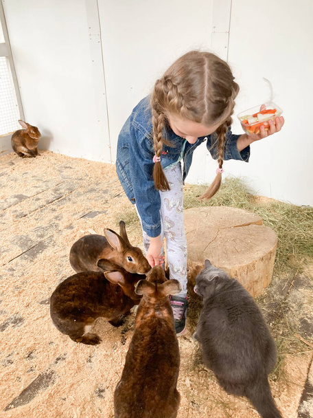 een meisje voedt konijnen van het chinchilla rex ras - Foto, afbeelding