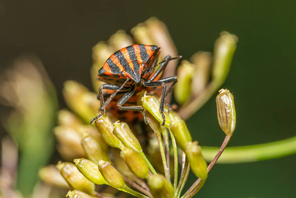 Graphosoma italicum beetle on a milkweed flower - Photo, Image