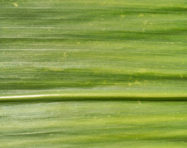 Macro texture su una foglia di mais che sta ancora crescendo - Foto, immagini