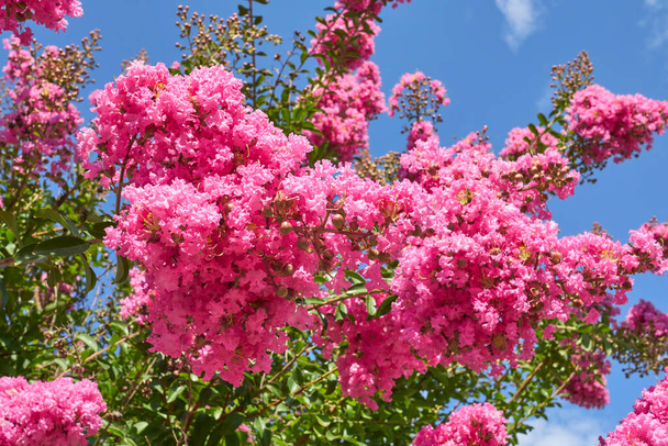 pink inflorescence of Lagerstroemia indica  shrub - Photo, Image