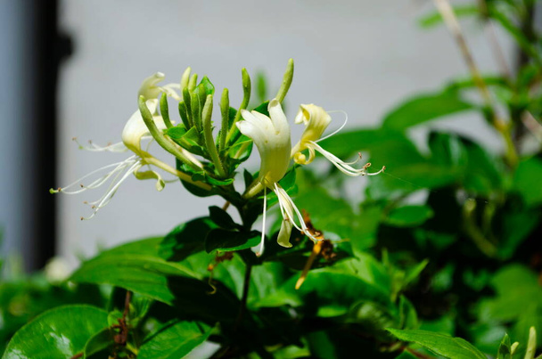 Flores brancas Lonicera japonica no jardim. Caprifolium perfoliate flores de madressilva, de perto, macro. Flor de madeira branca amarela no verão, close-up. - Foto, Imagem
