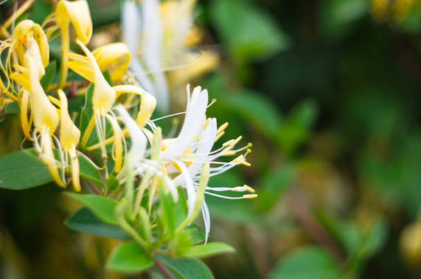 Flores brancas Lonicera japonica no jardim. Caprifolium perfoliate flores de madressilva, de perto, macro. Flor de madeira branca amarela no verão, close-up. - Foto, Imagem
