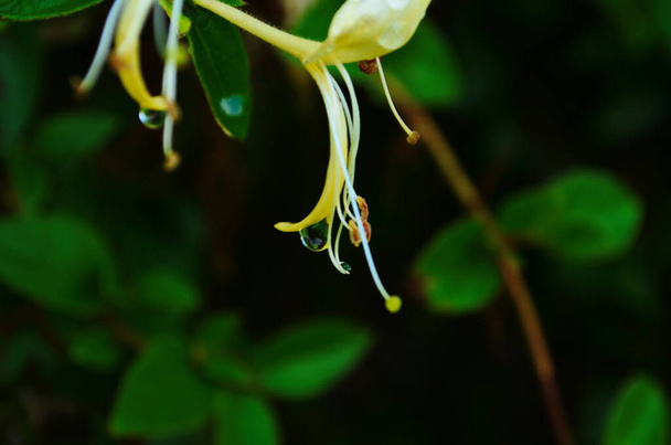 Білі квіти Lonicera Japanica в саду. Каприфолієві перфтористі медузи цвітуть, крупним планом, макро. Жовтий білий ліс цвіте влітку, крупним планом
. - Фото, зображення