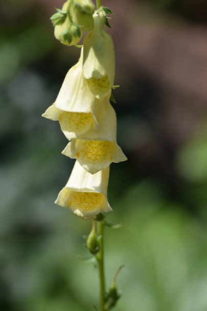 the Flower of the large-flowered Foxglove - Photo, Image