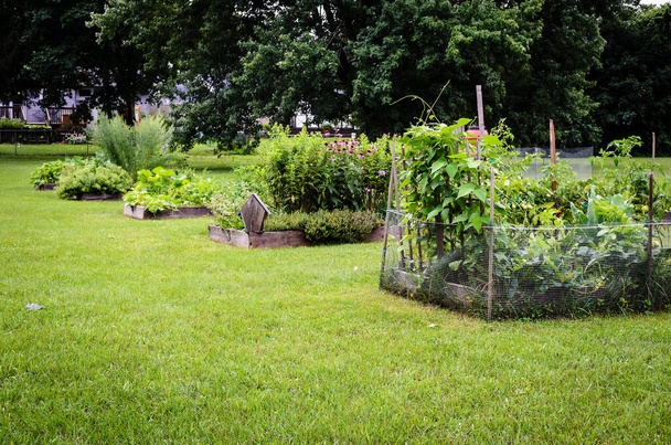 Angolo fila di letti giardino comunitario in un pubblico suburbano - Foto, immagini