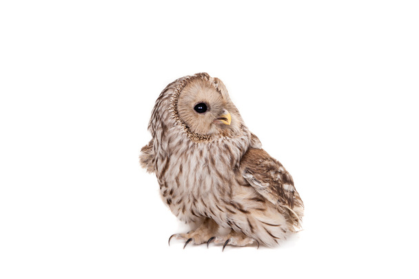 Ural Owl on the white background - Foto, afbeelding
