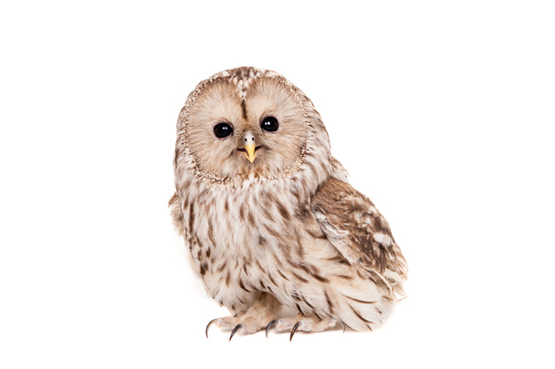 Ural Owl on the white background - Zdjęcie, obraz
