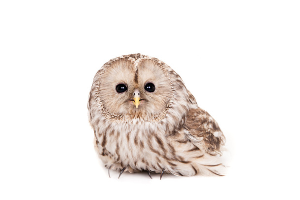 Ural Owl on the white background - Foto, afbeelding