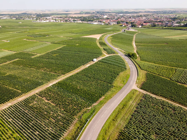 Aerial view on green vineyards in Champagne region near Epernay, France, white chardonnay wine grapes growing on chalk soils in summer - Photo, image