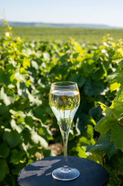 Degustación de vino espumoso de champán blanco de brut y semisegundo de copas especiales de flauta con vista a viñedos de champán verde, Francia - Foto, Imagen