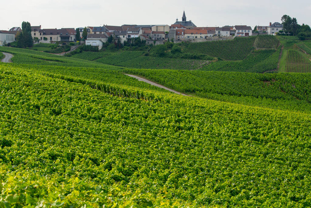 Άποψη σχετικά με το πράσινο αμπελώνες στην περιοχή της σαμπάνιας κοντά στο χωριό Cramant, Γαλλία, λευκά σταφύλια κρασί Chardonnay καλλιέργεια σε εδάφη κιμωλία το καλοκαίρι - Φωτογραφία, εικόνα
