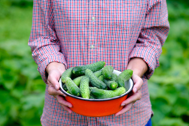 Farmer's hands holding bowl of fresh cucumbers, Harvest concept. - Фото, зображення