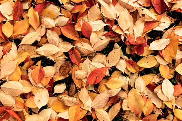 lehullott levelek halmaza ősszel a földön az erdőben - Fotó, kép
