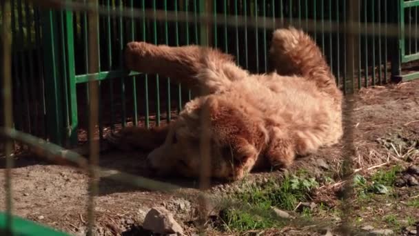 NPP Synevir ένα κέντρο αποκατάστασης για καφέ αρκούδες στην Ουκρανία - Πλάνα, βίντεο