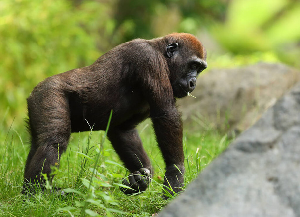 De westelijke laaglandgorilla (Gorilla gorilla gorilla) baby verblijft in het groene gras. Groene achtergrond.Steen aan de voorkant van de aap. - Foto, afbeelding