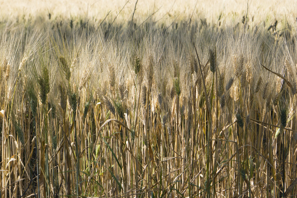 pole pěstuje pšenice pod sluncem - Fotografie, Obrázek
